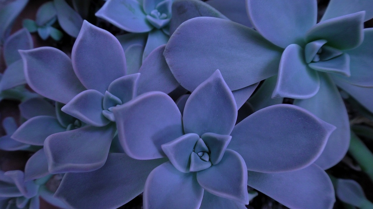 How to Plant and Grow a Succulent Garden